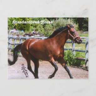 standaardpaard-Briefkaart Briefkaart