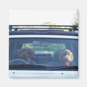 standaardpoedel 4 magneet