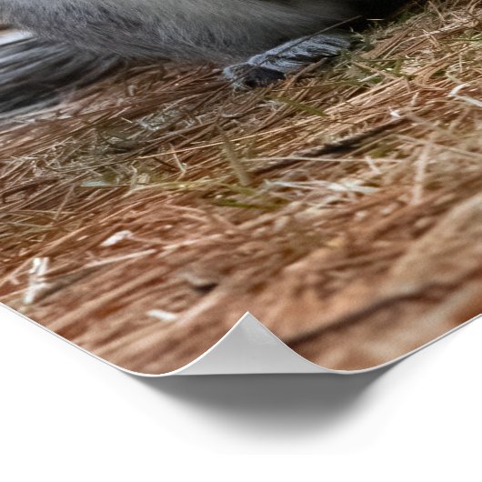 Standing Squirrel Poster (Hoek)