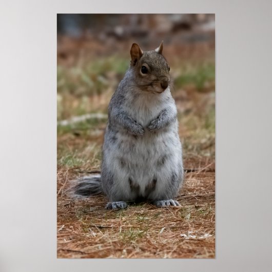 Standing Squirrel Poster (Voorkant)