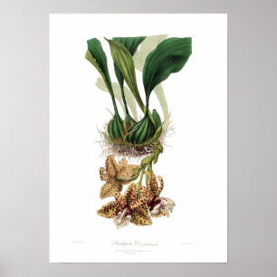 Stanhopea devoniensis poster