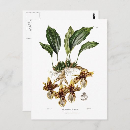 Stanhopea tigrina briefkaart (Voorkant / Achterkant)