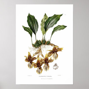 Stanhopea tigrina van Augusta Innes Withers. Poster