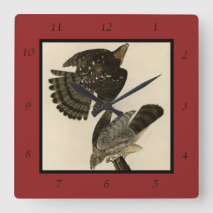 Stanley (Cooper's) Hawk Audubon's Birds of America Vierkante Klok