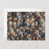 stapel zeeschelpen briefkaart (Voorkant / Achterkant)