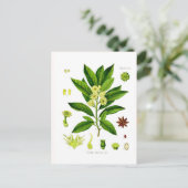 Star anise briefkaart (Staand voorkant)