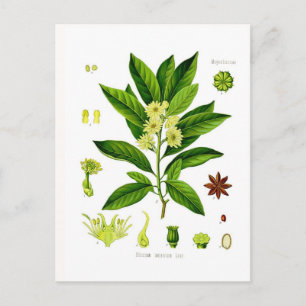 Star anise briefkaart