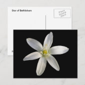 Star de Bethléem ~ carte postale (Devant / Derrière)