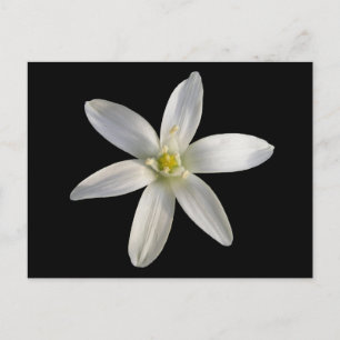 Star de Bethléem ~ carte postale