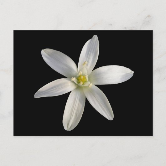 Star de Bethléem ~ carte postale (Devant)