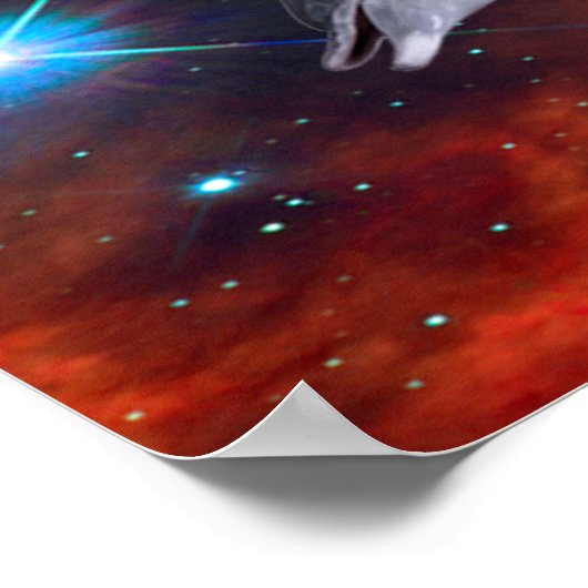 Star Dolphins Poster (Hoek)