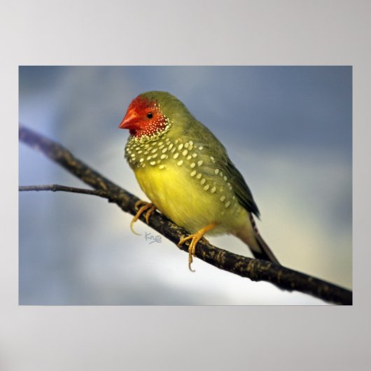 Star Finch afdrukken Poster (Voorkant)