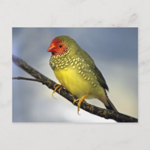 Star Finch Briefkaart