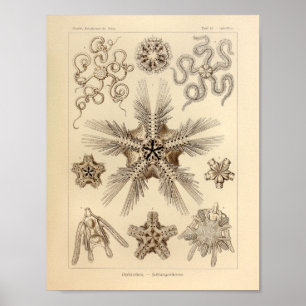  Star Fish Color Ernst Haeckel Print