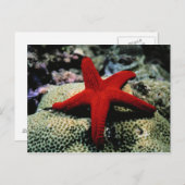 Star Fish | Rood Zee Briefkaart (Voorkant / Achterkant)