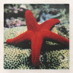 Star Fish Rood Zee Glazen Onderzetter