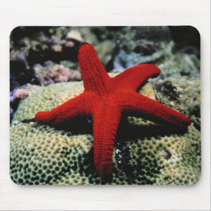 Star Fish Rood Zee Muismat