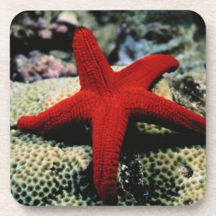 Star Fish Rood Zee Onderzetter