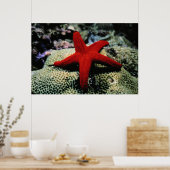 Star Fish | Rood Zee Poster (Keuken)