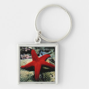 Star Fish   Rood Zee Sleutelhanger