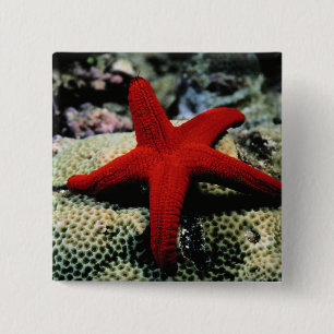 Star Fish Rood Zee Vierkante Button 5,1 Cm
