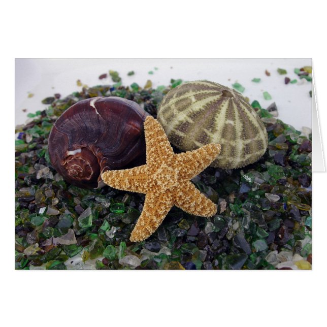 Star Fish, Shell & Urchin Card (Voorkant Horizontaal)