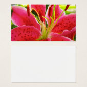 Star Gazer Lily (Devant & derrière)