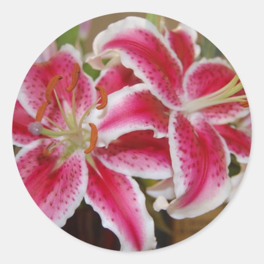 Star Gazer Lily Sticker (Voorkant)