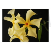 Star Jasmine Flower gcm (Devant horizontal)