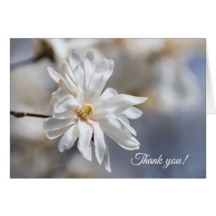 Star Magnolia Bloom Carte de remerciements