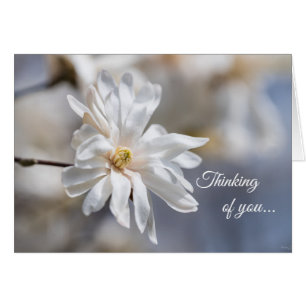 Star Magnolia Bloom Penser À Votre Carte