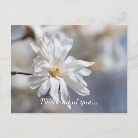 Star Magnolia Bloom Penser À Vous Carte Postale (Devant)