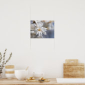 Star Magnolia Bloom Poster (Keuken)
