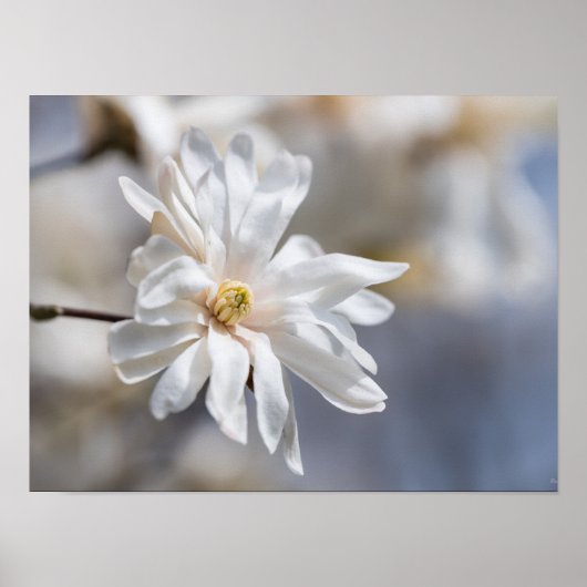 Star Magnolia Bloom Poster (Voorkant)