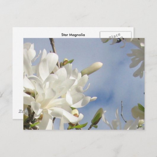 Star Magnolia Briefkaart (Voorkant / Achterkant)