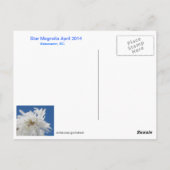 Star Magnolia Briefkaart (Achterkant)