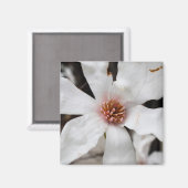 Star Magnolia Closeup Magnet (Recto/Verso)