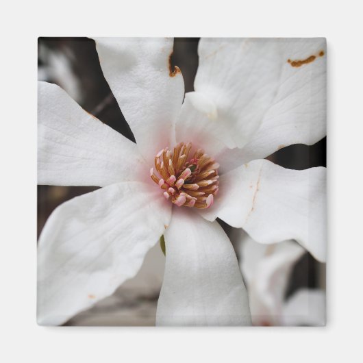 Star Magnolia Closeup Magnet (Devant)