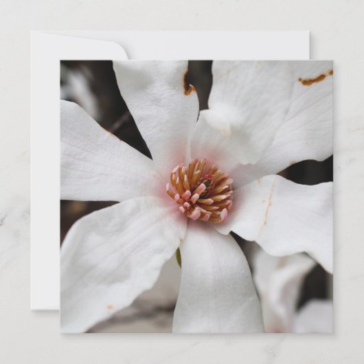 Star Magnolia Kaart (Voorkant)