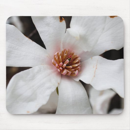 Star Magnolia Muismat (Voorkant)
