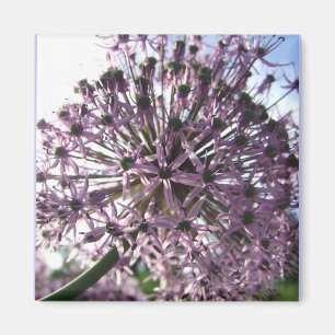 "Star of Persia II" Magneet