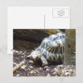 Star Tortoise-Briefkaart Briefkaart (Voorkant / Achterkant)