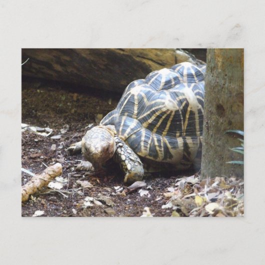 Star Tortoise-Briefkaart Briefkaart (Voorkant)