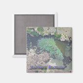 Starburst Anemone Magneet (Voorkant / Achterkant)