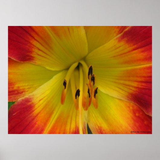 Starburst Lily Poster (Voorkant)