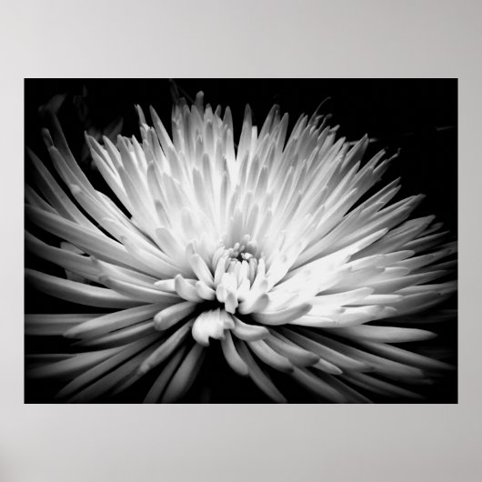 Starburst Mum Blossom Poster Print (Voorkant)