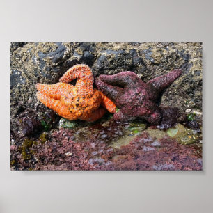Starfish bij Bob Creek, OF Poster