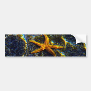 Starfish Bumpersticker