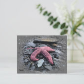 Starfish - Carte postale (Debout devant)