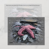 Starfish - Carte postale (Devant / Derrière)